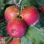 Apple 'Core Blimey'