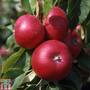 Apple 'Discovery'