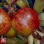 Apple 'Ellison's Orange'