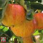 Apple 'Gala'