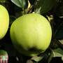 Apple 'Greensleeves'