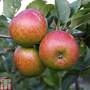 Apple 'Lord Lambourne'