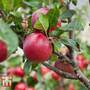Apple 'Red Devil'
