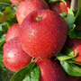 Apple 'Red Windsor'