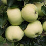 Apple 'Reverend W. Wilks'