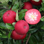 Apple 'Rosette'