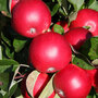 Apple 'Scrumptious'