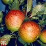 Apple 'Sunset'