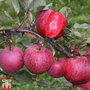 Apple 'Tickled Pink'