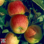 Apple 'Winter Gem'