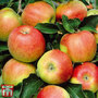 Apple 'Jonagold'