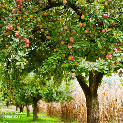 Apple 'Blenheim Orange'