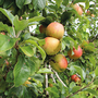 Apple 'Bramley 20'