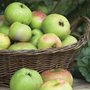 Apple 'Bramley's Seedling'