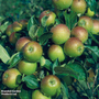 Apple 'Cox Self Fertile'
