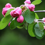 Crab Apple 'Brandywine'