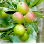 Apple 'Fiesta'
