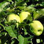 Mini Apple and Pear Tree Collection