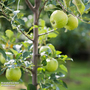 Apple 'Granny Smith'