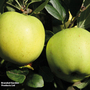 Apple 'Greensleeves'