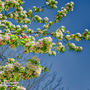 Crab Apple 'John Downie' (Mature Tree)