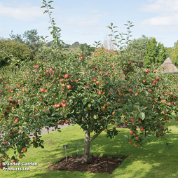 Apple 'Kidd's Orange Red'