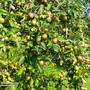 Apple 'Laxton's Superb'