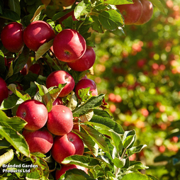 Apple 'Paradice Gold'