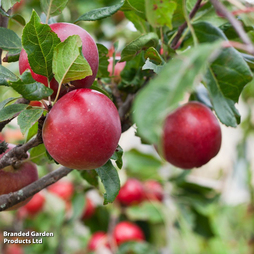 Apple 'Red Devil'