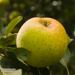 Apple 'Herefordshire Russet'