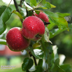 Apple 'Worcester Pearmain'