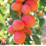 Apricot 'Flavorcot'®