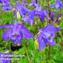 Aquilegia Alpina