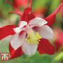 Aquilegia 'Red Dream'