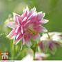 Aquilegia vulgaris var. stellata 'Nora Barlow'