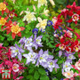 Aquilegia caerulea 'Mrs Scott-Elliott' - Plug Plants