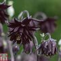 Aquilegia vulgaris var. stellata 'Black Barlow'