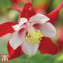 Aquilegia 'Red Hobbit'