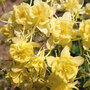 Aquilegia 'Sunshine' - Seeds