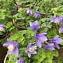 Aquilegia pumila 'Atlantis'