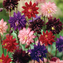 Aquilegia 'Barlow Mixed' - Seeds