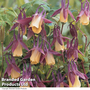 Aquilegia flabellata 'Blackcurrant Ice' - Seeds