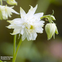 Aquilegia x hybrida 'Green Apples' - Seeds