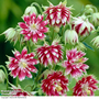 Aquilegia vulgaris var. stellata 'Nora Barlow'