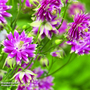 Aquilegia 'Nora Barlow' - Seeds