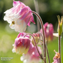 Aquilegia 'Pink Petticoat' - Seeds