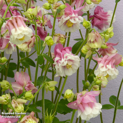 Aquilegia 'Pink Petticoat' - Seeds