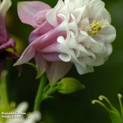 Aquilegia 'Pink Petticoat' - Seeds