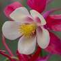 Aquilegia 'Rose Queen'