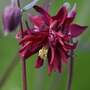 Aquilegia vulgaris stellata 'Ruby Port'